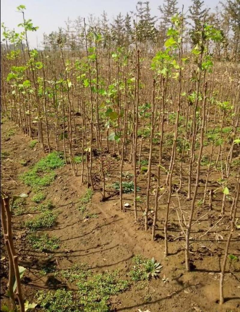 绿化苗木银杏树苗银杏苗白果小苗庭院植物行道树