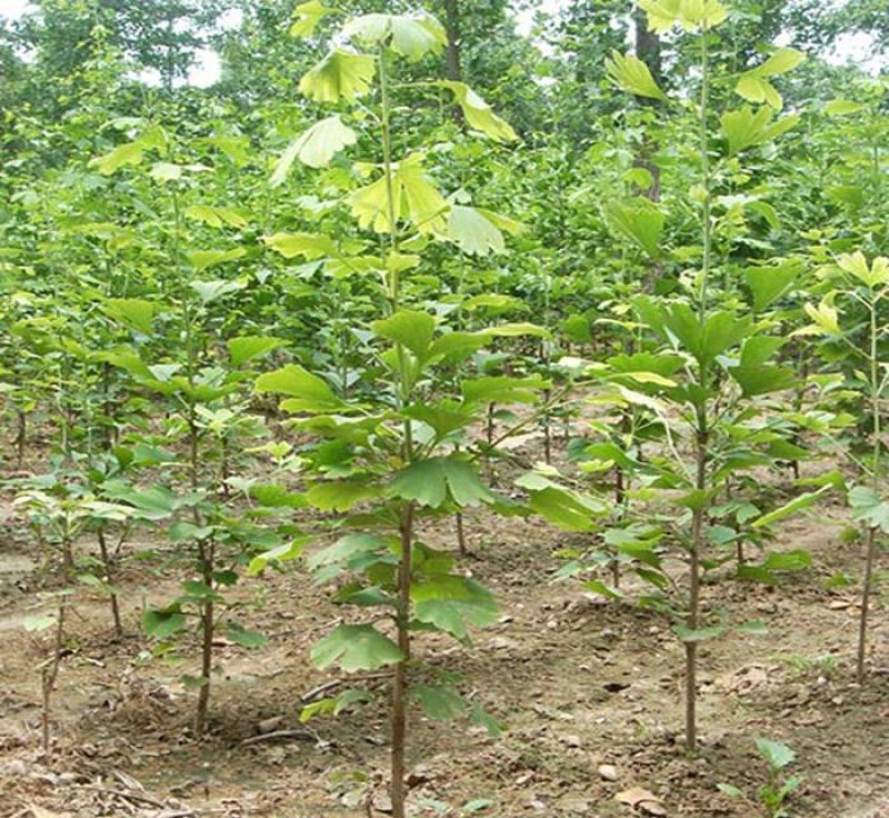 绿化苗木银杏树苗银杏苗白果小苗庭院植物行道树