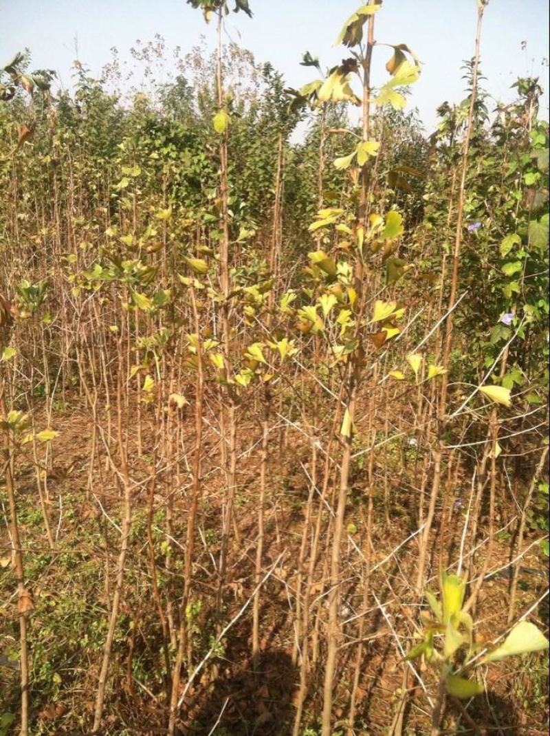 绿化苗木银杏树苗银杏苗白果小苗庭院植物行道树