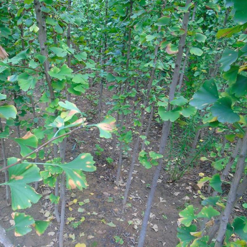 绿化苗木银杏树苗银杏苗白果小苗庭院植物行道树