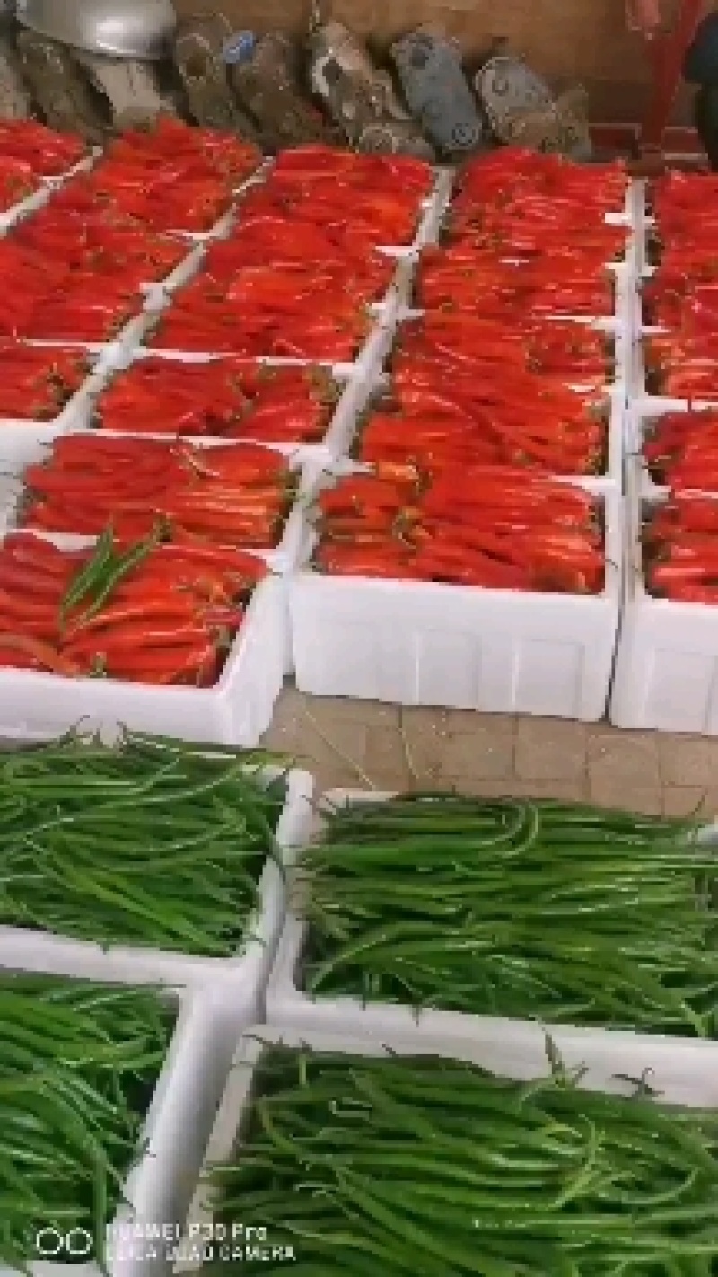 辣椒，鲜辣椒，线椒，螺丝椒，牛角椒，等各种辣椒大量供应中