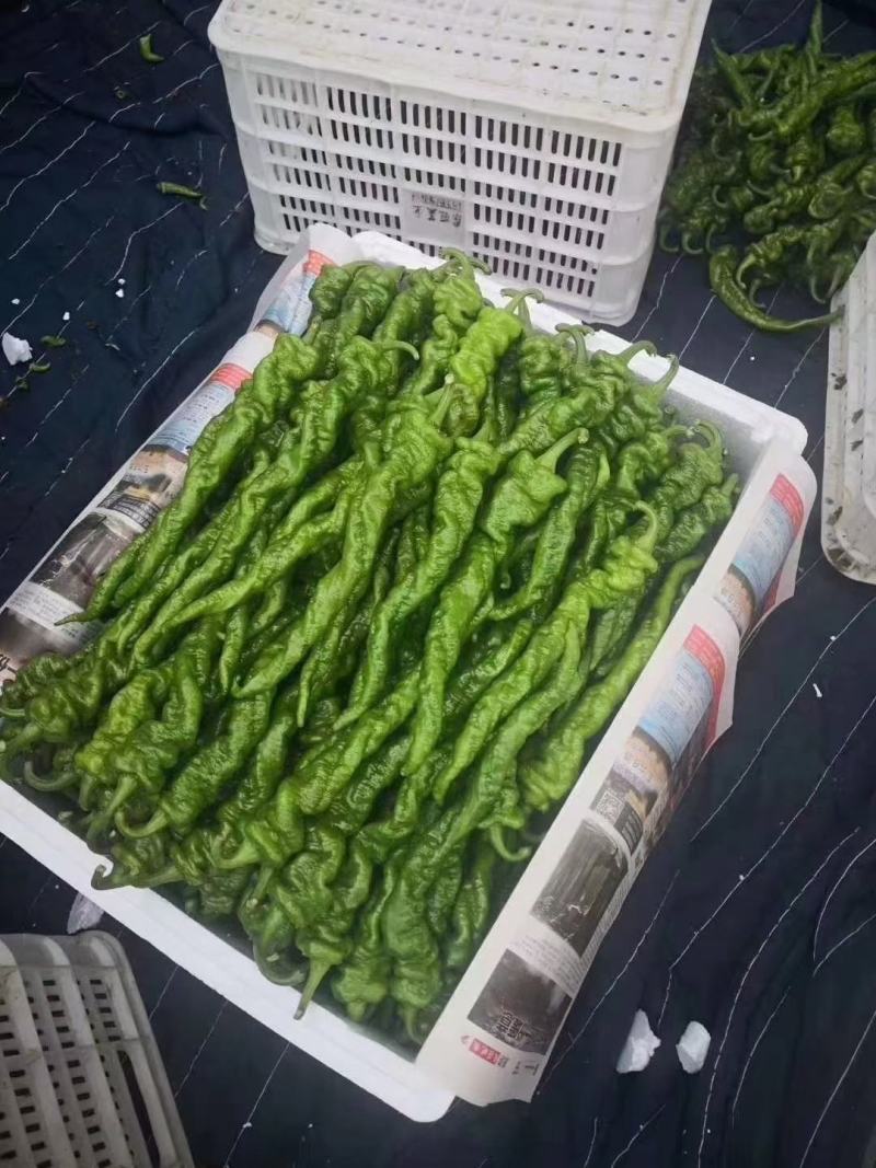 辣椒，鲜辣椒，线椒，螺丝椒，牛角椒，等各种辣椒大量供应中