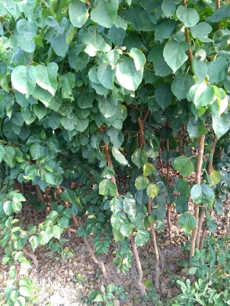 杏树苗盆栽地栽北方种植新品种树苗当年结果嫁接苗
