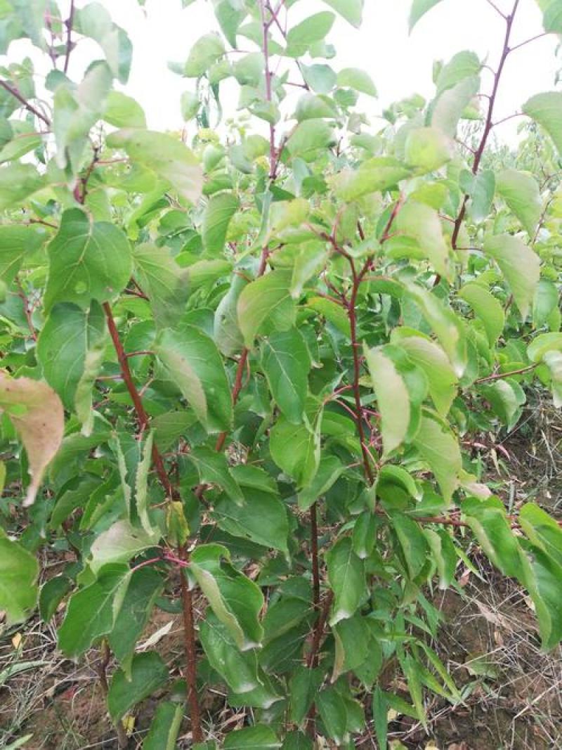 杏树苗盆栽地栽北方种植新品种树苗当年结果嫁接苗