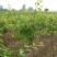杏树苗盆栽地栽北方种植新品种树苗当年结果嫁接苗