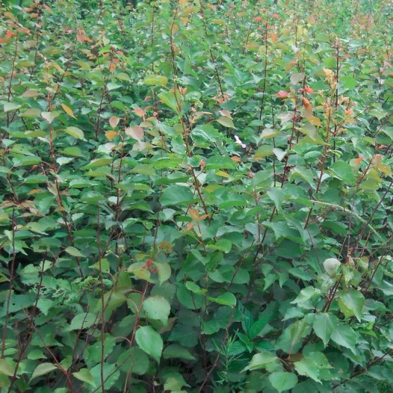 杏树苗盆栽地栽北方种植新品种树苗当年结果嫁接苗