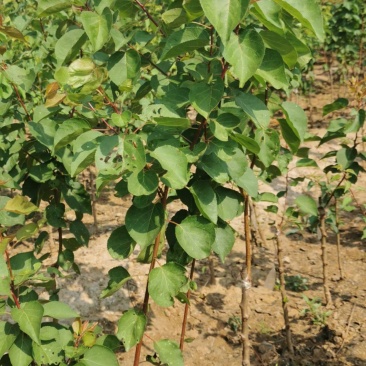 杏树苗盆栽地栽北方种植新品种树苗当年结果嫁接苗