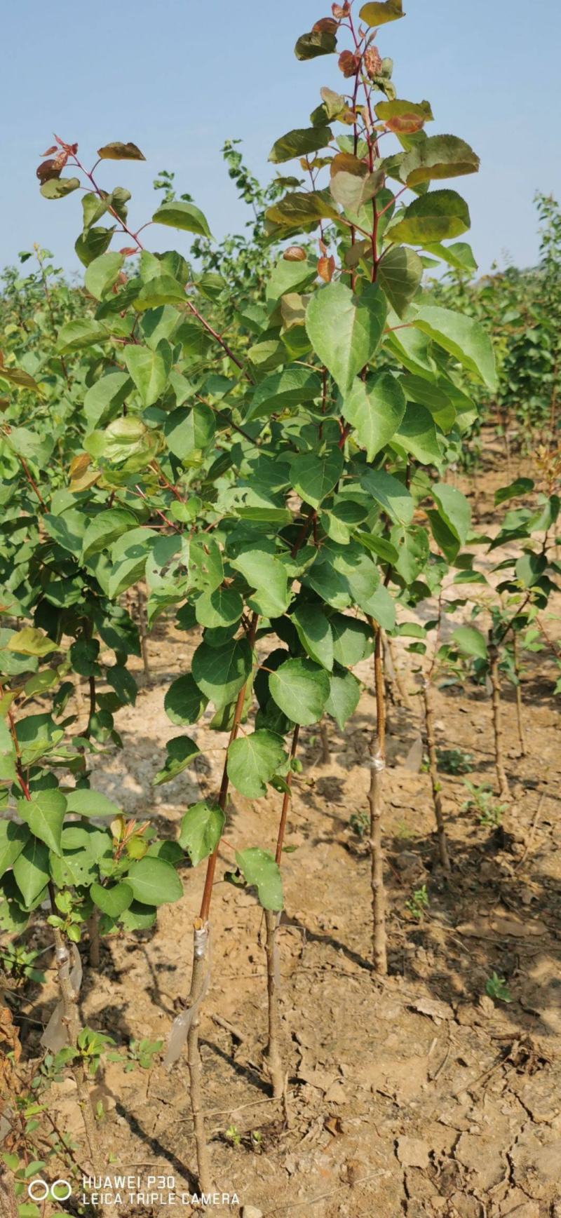 杏树苗盆栽地栽北方种植新品种树苗当年结果嫁接苗