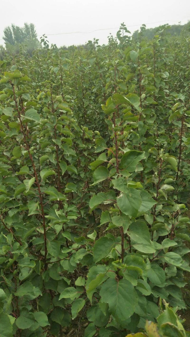 杏树苗盆栽地栽北方种植新品种树苗当年结果嫁接苗