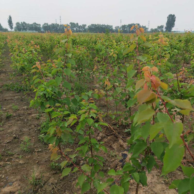 杏树苗盆栽地栽北方种植新品种树苗当年结果嫁接苗