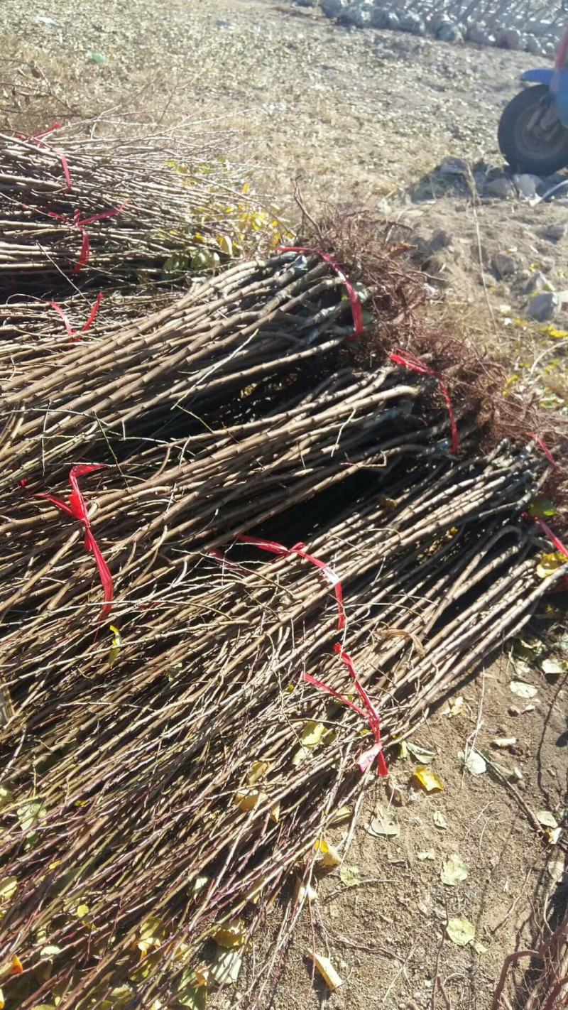 杏树苗盆栽地栽北方种植新品种树苗当年结果嫁接苗