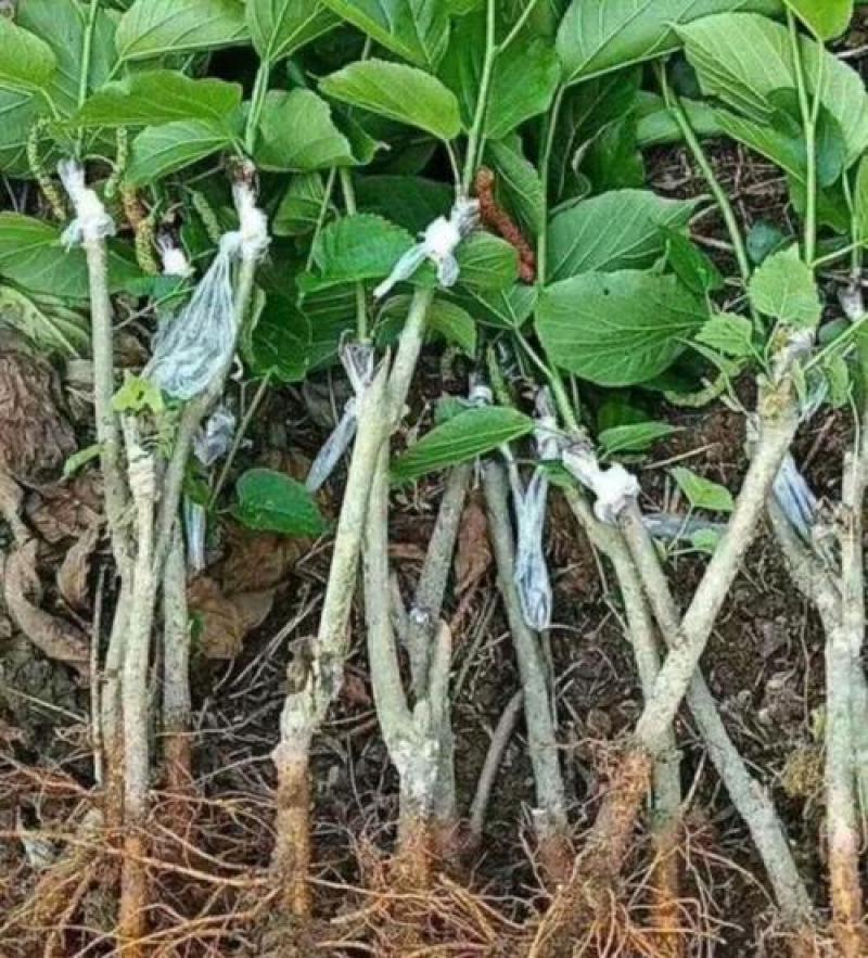 桑树苗桑葚树苗盆栽嫁接食用黑果桑当年结果四季南方种植