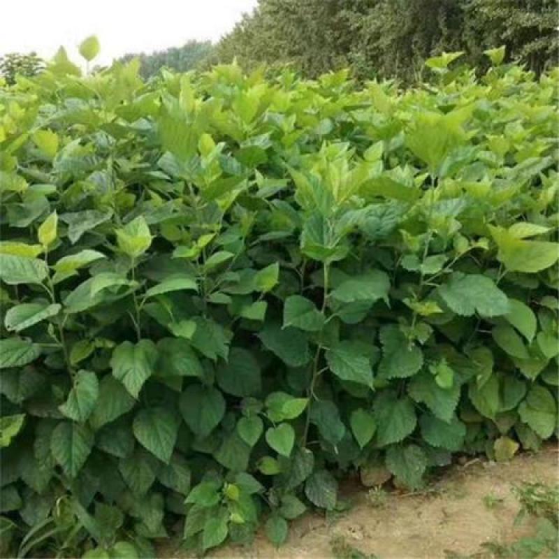 桑树苗桑葚树苗盆栽嫁接食用黑果桑当年结果四季南方种植