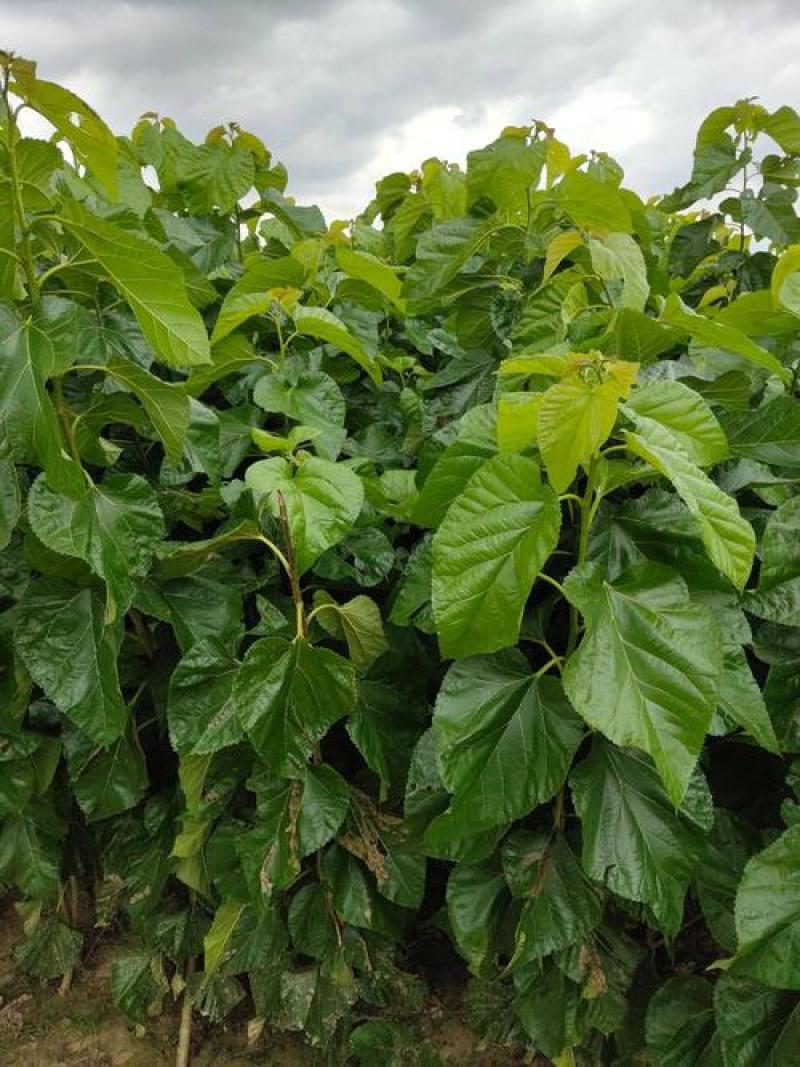 桑树苗桑葚树苗盆栽嫁接食用黑果桑当年结果四季南方种植