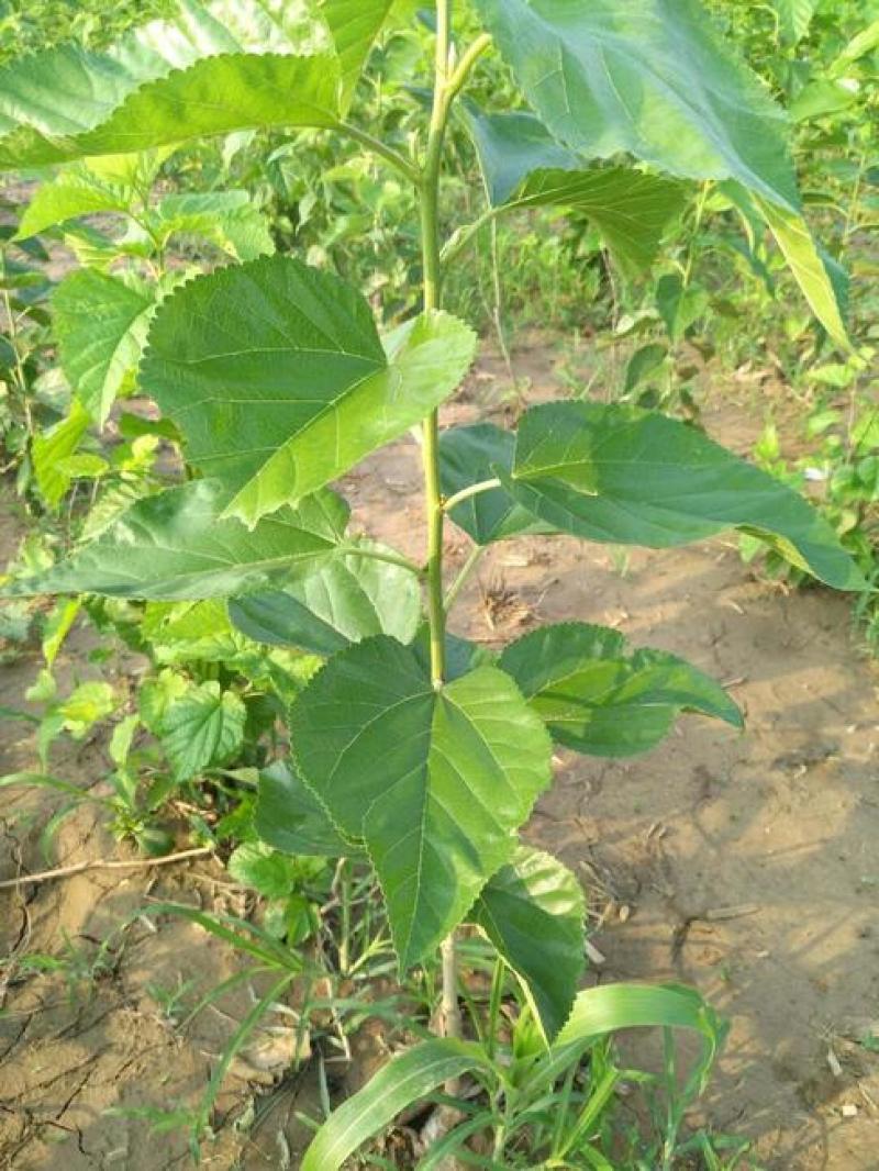 桑树苗桑葚树苗盆栽嫁接食用黑果桑当年结果四季南方种植