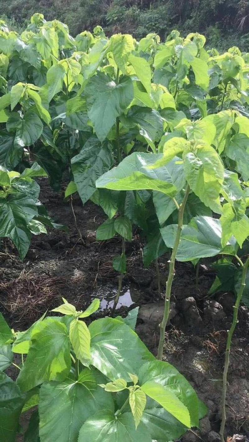 桑树苗桑葚树苗盆栽嫁接食用黑果桑当年结果四季南方种植