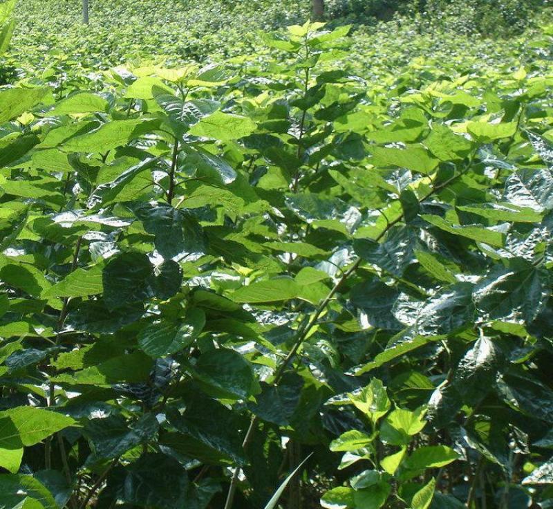 桑树苗桑葚树苗盆栽嫁接食用黑果桑当年结果四季南方种植