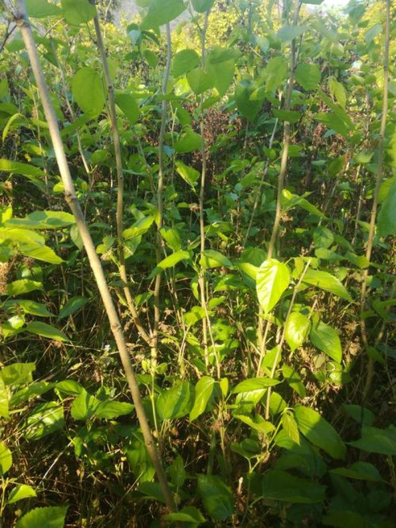 桑树苗桑葚树苗盆栽嫁接食用黑果桑当年结果四季南方种植