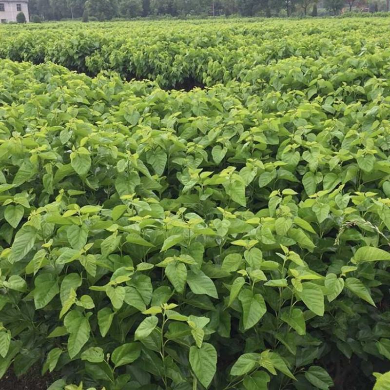 桑树苗桑葚树苗盆栽嫁接食用黑果桑当年结果四季南方种植