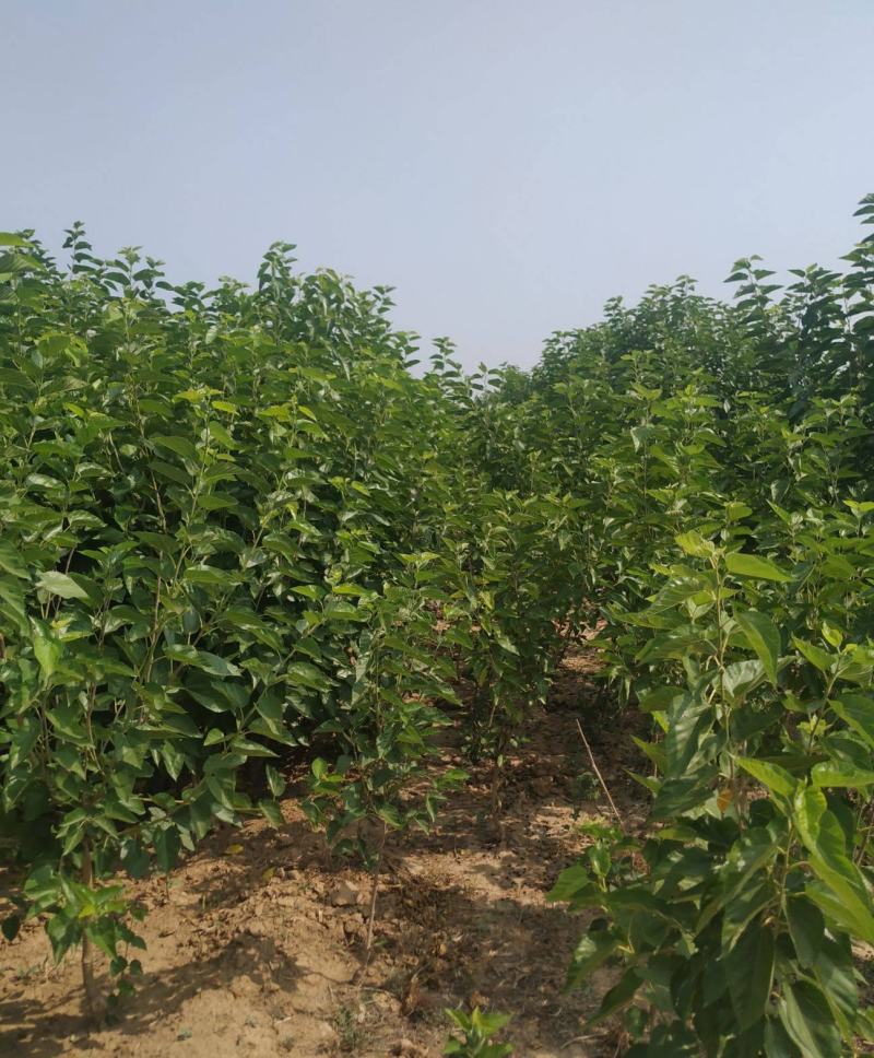 桑树苗桑葚树苗盆栽嫁接食用黑果桑当年结果四季南方种植