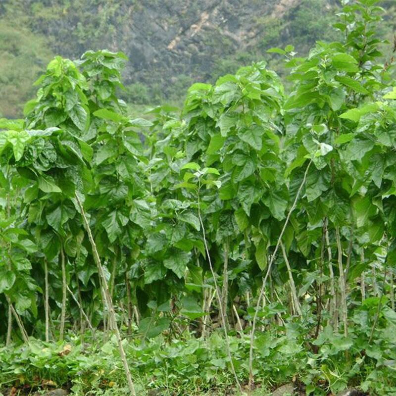 桑树苗桑葚树苗盆栽嫁接食用黑果桑当年结果四季南方种植