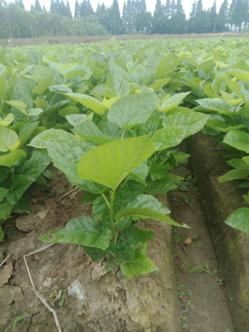 桑树苗桑葚树苗盆栽嫁接食用黑果桑当年结果四季南方种植