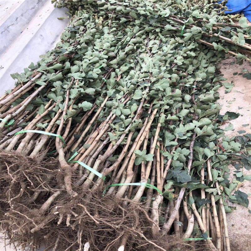 山楂树活苗盆栽特大金星南北方种庭院地栽矮化山楂树果苗