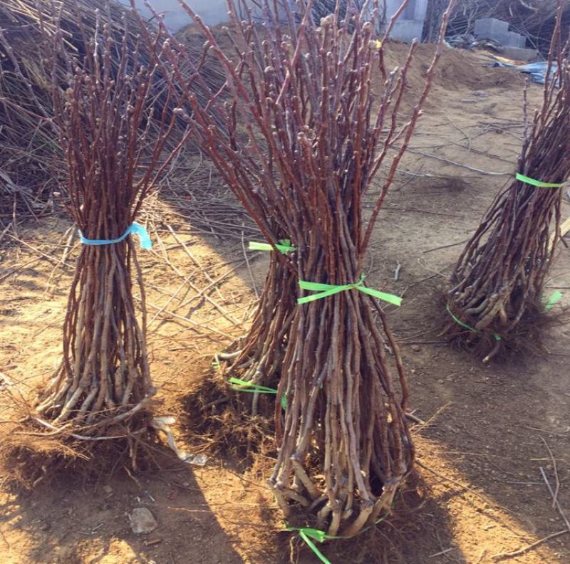 山楂树活苗盆栽特大金星南北方种庭院地栽矮化山楂树果苗