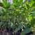 牛油果树苗哈斯牛油果苗嫁接果树苗带土南方种植盆栽地栽
