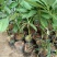 牛油果树苗哈斯牛油果苗嫁接果树苗带土南方种植盆栽地栽