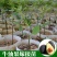 牛油果树苗哈斯牛油果苗嫁接果树苗带土南方种植盆栽地栽