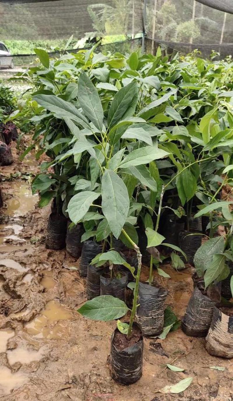 牛油果树苗哈斯牛油果苗嫁接果树苗带土南方种植盆栽地栽