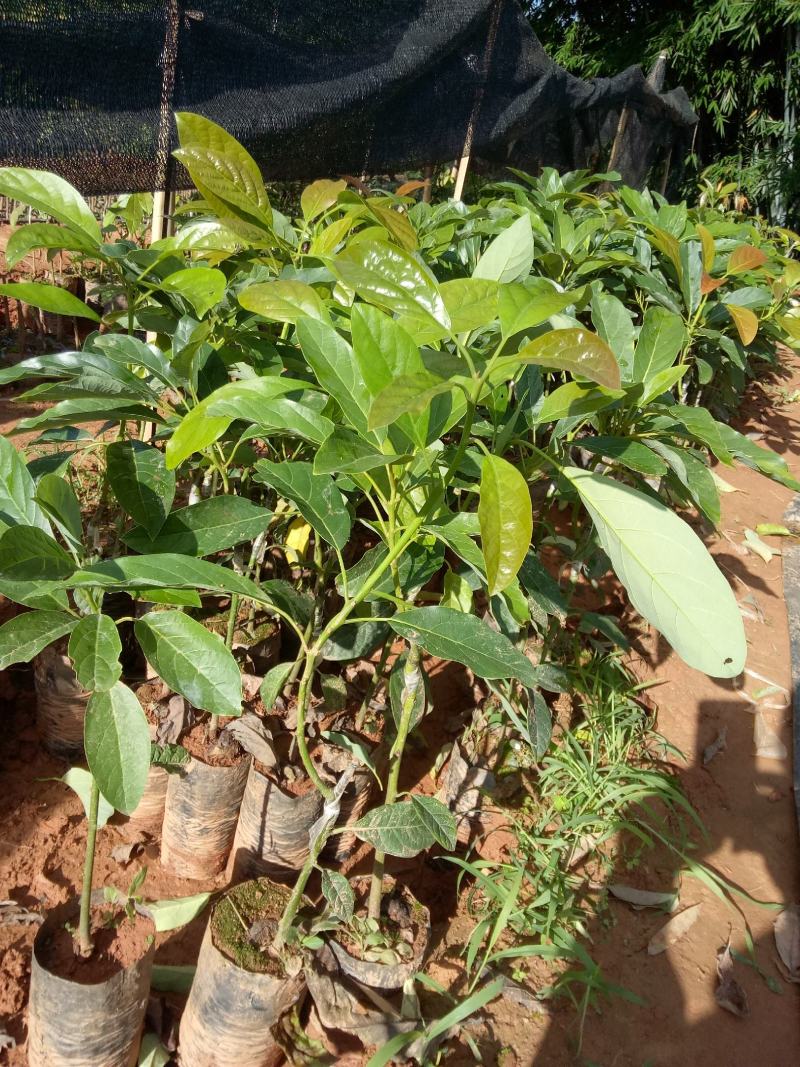 牛油果树苗哈斯牛油果苗嫁接果树苗带土南方种植盆栽地栽