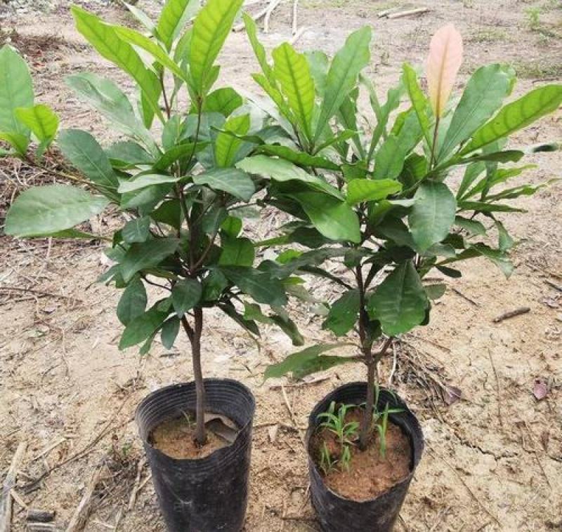 神秘果树苗四季开花当年结果变味果盆栽果树带叶带花带果