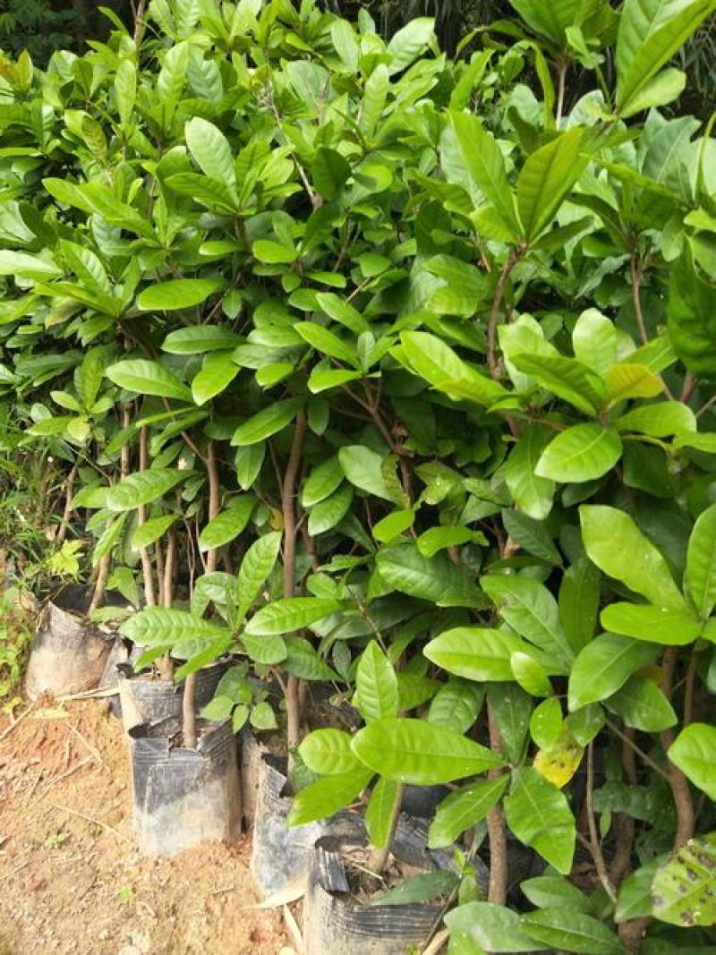神秘果树苗四季开花当年结果变味果盆栽果树带叶带花带果