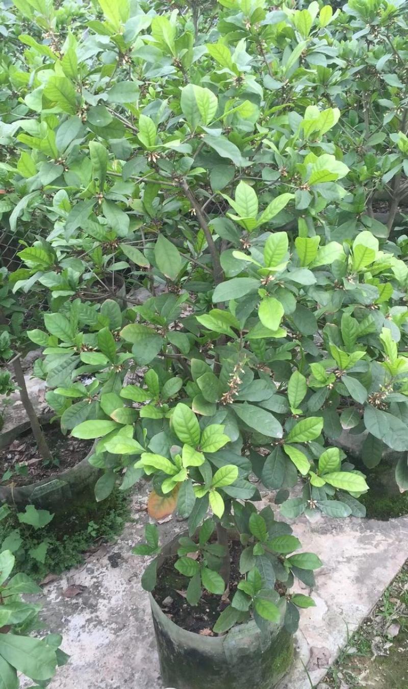 神秘果树苗四季开花当年结果变味果盆栽果树带叶带花带果