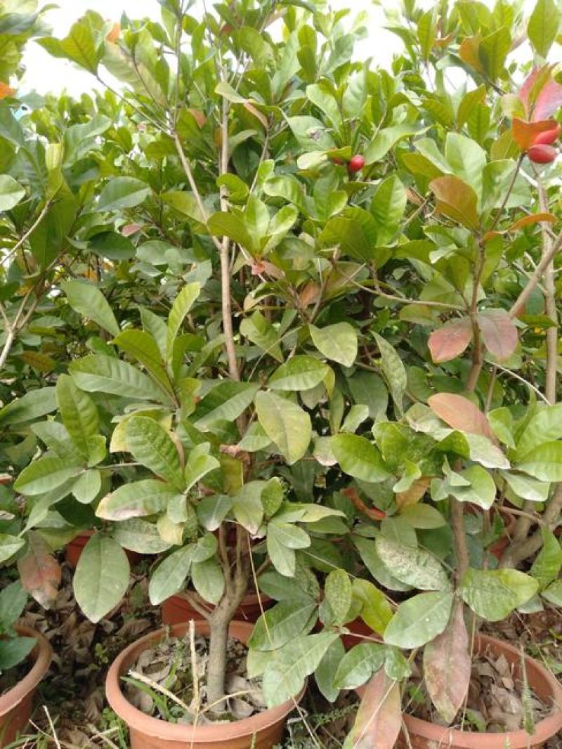 神秘果树苗四季开花当年结果变味果盆栽果树带叶带花带果