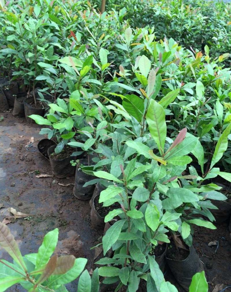 神秘果树苗四季开花当年结果变味果盆栽果树带叶带花带果