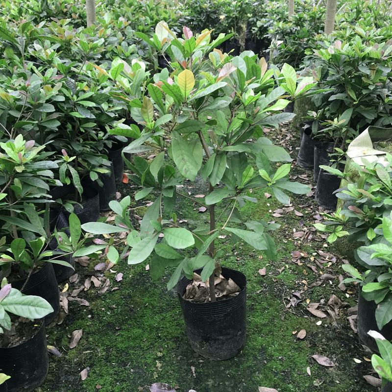 神秘果树苗四季开花当年结果变味果盆栽果树带叶带花带果