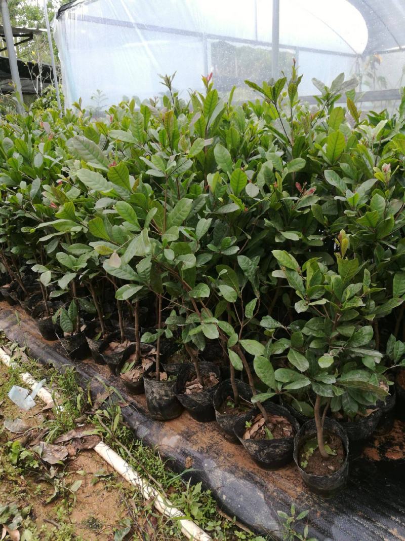 神秘果树苗四季开花当年结果变味果盆栽果树带叶带花带果