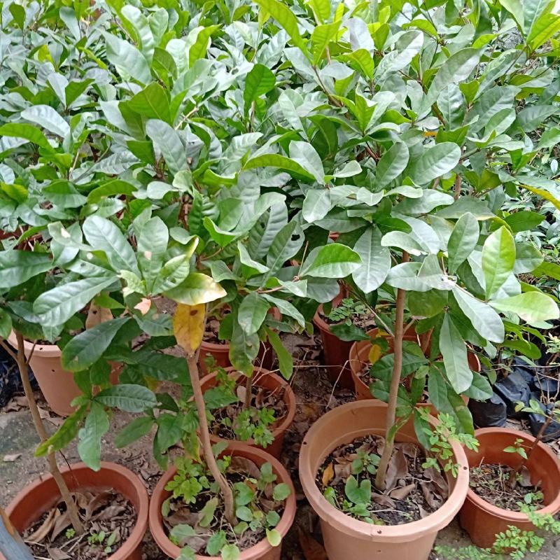 神秘果树苗四季开花当年结果变味果盆栽果树带叶带花带果