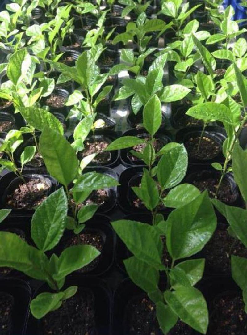 百香果苗黄金百香果树果苗四季爬藤带花带果特大盆栽地栽