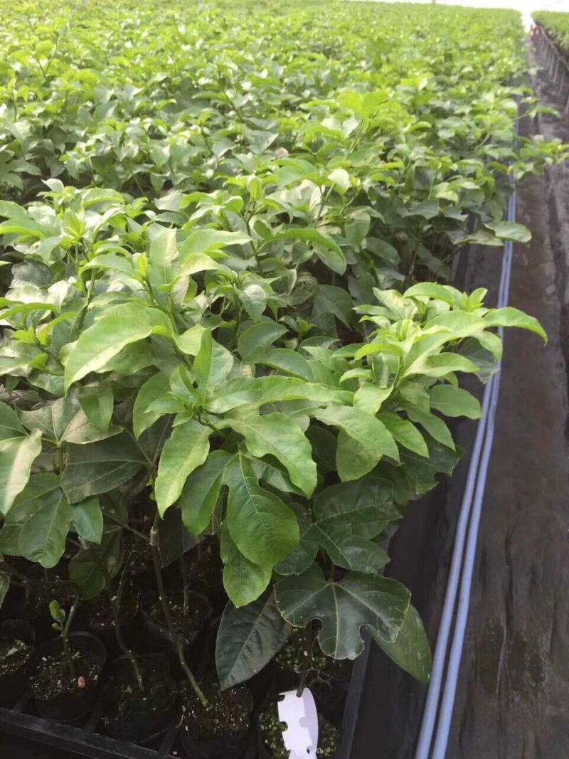 百香果苗黄金百香果树果苗四季爬藤带花带果特大盆栽地栽
