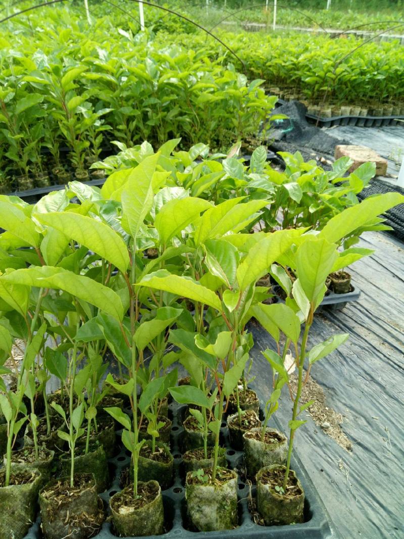 百香果苗黄金百香果树果苗四季爬藤带花带果特大盆栽地栽