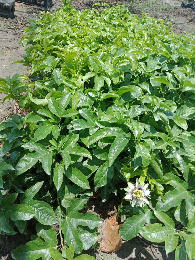 百香果苗黄金百香果树果苗四季爬藤带花带果特大盆栽地栽