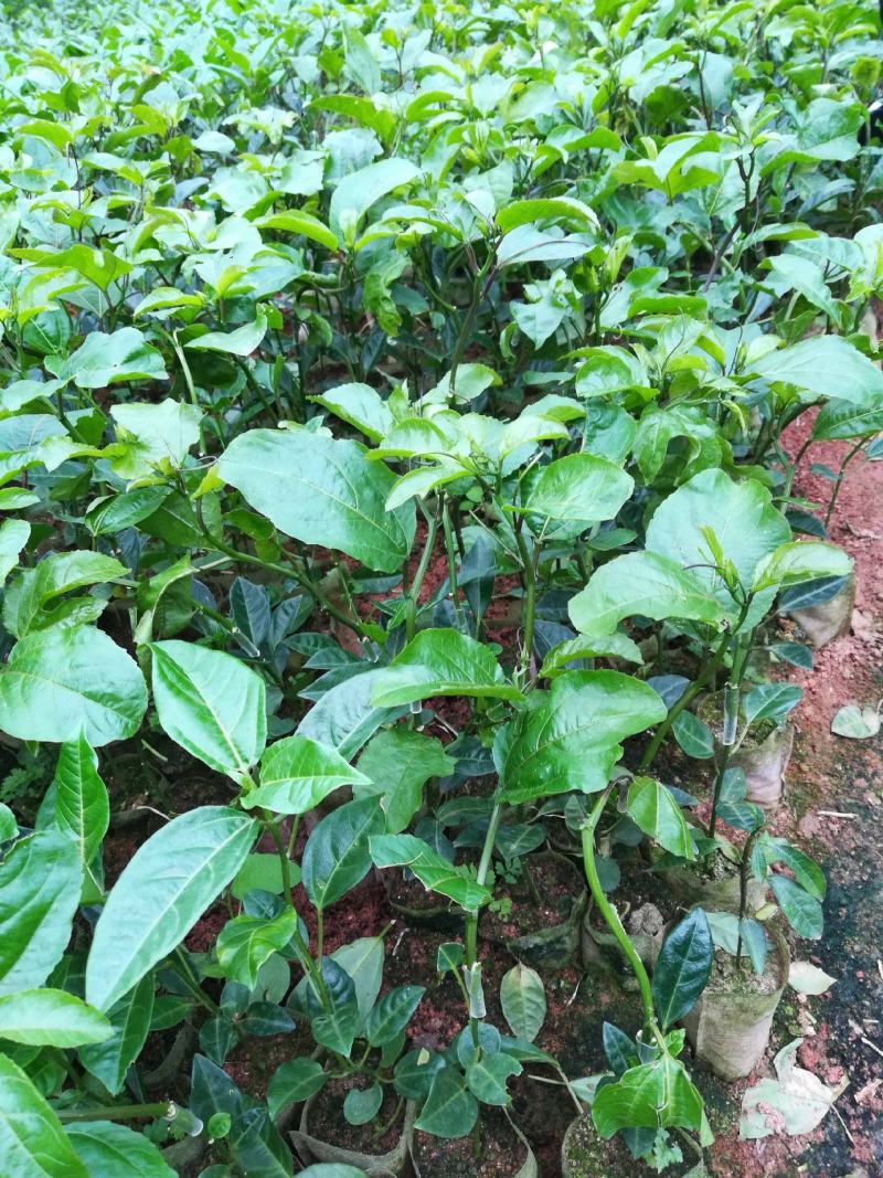 百香果苗黄金百香果树果苗四季爬藤带花带果特大盆栽地栽