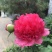 观赏芍药，重瓣芍药，基地直销，保证成活保证对版