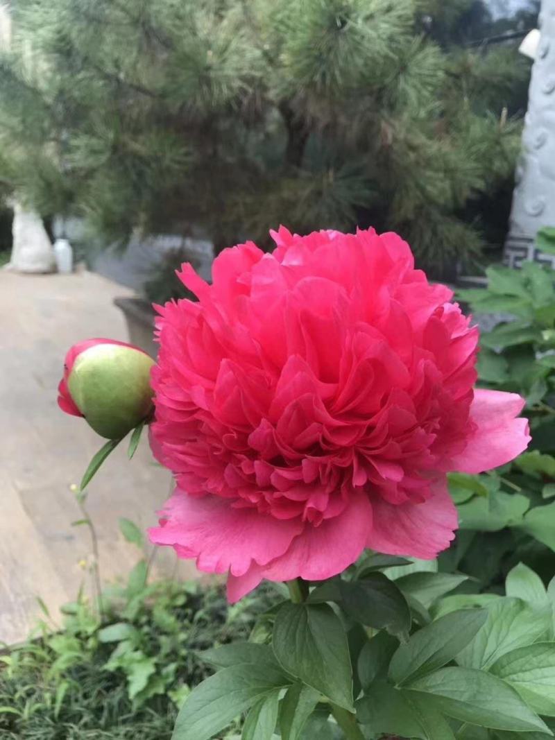 观赏芍药，重瓣芍药，基地直销，保证成活保证对版