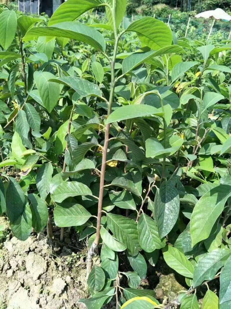 释迦果树苗释迦果苗嫁接凤梨释迦果苗南方种植当年结果