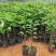 释迦果树苗释迦果苗嫁接凤梨释迦果苗南方种植当年结果
